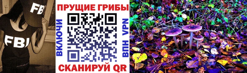 Купить  Богородск  Псилоцибиновые грибы Psilocybe 